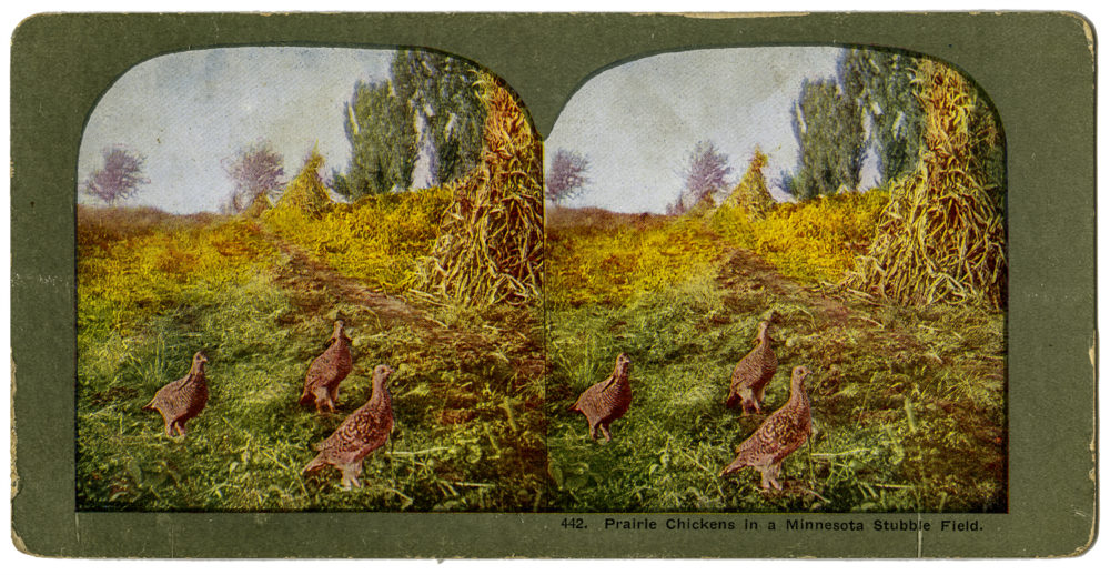 „Kurczaki preriowe na ściernisku w Minnesocie”, kolekcja kart stereo T.W. Ingersolla, 1898. Litografia.